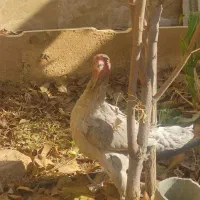 مرغ لاری|حیوانات مزرعه|شیراز, شهرک مهدیه|دیوار