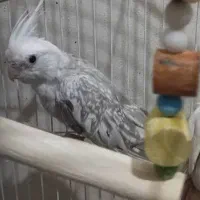 جفت عروس هلندی کارداده