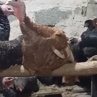 بوقلمون بوربورن نرو ماده