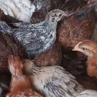 جوجه چهل و پنج روزه  گلپایگان در خسروشاه