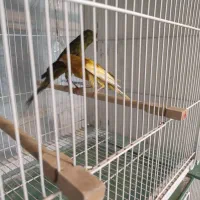 قناری درشت سوپری رسمی بلند|پرنده|مشهد, ایثارگران|دیوار