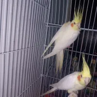 عروس هلندی مولد|پرنده|اراک, |دیوار