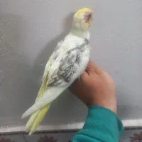 عروس هلندی لوتینودوکت مهر چشم جوجه سرلاکی دستی نر