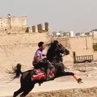 اسب نریون