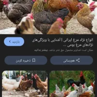 مرغ و خروس محلی