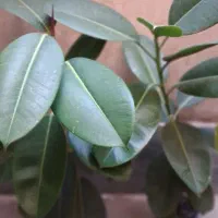 گلدان آپارتمانی فیکوس و یوکا