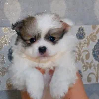 پامرانین|سگ|رشت, لاکان|دیوار