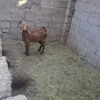 گیسه وبوقلمون