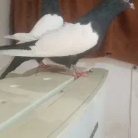 هفرنگ دم سفید  سینه سیاه|پرنده|مشهد, امام خمینی|دیوار