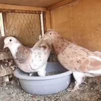 کفتر تعدادی کبوتر درجه یک