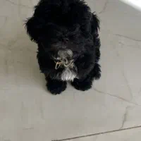 واگذاری پودل شیتزو