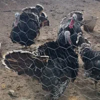 بوقلمون محلی|حیوانات مزرعه|ماهیدشت, |دیوار