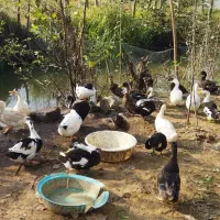 فروش تعدادی از اردک های گوشتی