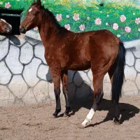 اسب|اسب و تجهیزات اسبسواری|گناباد, |دیوار