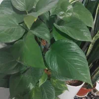 پیوست چماقی|گل و گیاه طبیعی|سیرجان, |دیوار