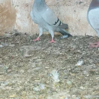 کبوتر رنگی ماده پیازی|پرنده|برازجان, |دیوار