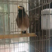 مرغ مینا|پرنده|ملایر, |دیوار