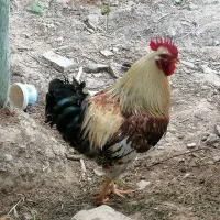 مرغ و خروس