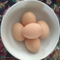 تخم مرغ محلی