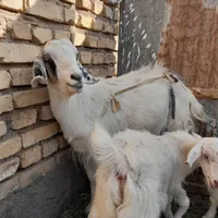بزدورگ دوقلوزا|حیوانات مزرعه|رفسنجان, |دیوار