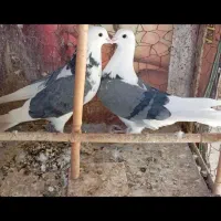 ماده گرو دونسته