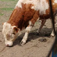 جوانه سیمینتال قرمز