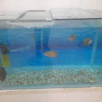 فروش ۳ عدد ماهی اسکار