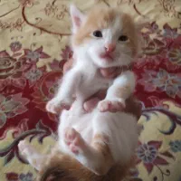 ملوس گوگولی