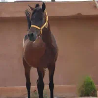 فروش همه نژاد اسب ب قیمت