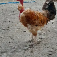 خروس