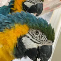 ارا ماکائو ابی طلایی ماده