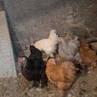 مرغ و خروس برهما اصل وارداتی