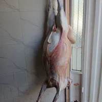 سلاخ سلاخی ذبح قصاب حرفهای گوساله گوسفند حلال|خدمات پذیرایی، مراسم|زنجان, |دیوار