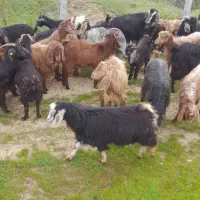 بز و بزغاله