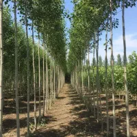 نهال صنوبر انتخاب هوشمندانه کشاورزان موفق