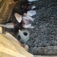 کبوتر کله ای|پرنده|فیروزآباد (آذربایجان), |دیوار