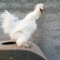 مرغ خروس لاری ابریشمی|حیوانات مزرعه|قم, نخودی|دیوار