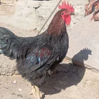2عدد خروس دونه 1200