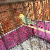 مرغ عشق رنگین کمانی ماده