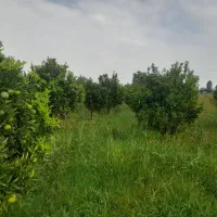 فروش زمین جنب رودخانه