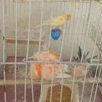 تعدادی قناری نرو ماده وجوجه رسمز وموزاییکی