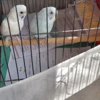 مرغ عشق وطوطی برزیلی|پرنده|اردبیل, |دیوار