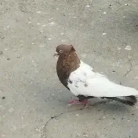 کبوتر