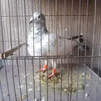 کبوترپلاکی وپرشی