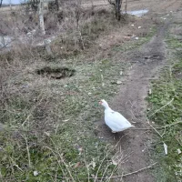 فروش اردک اسراییلی نر۱ساله نیم