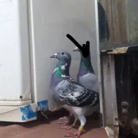 پلاکی ماده ازنصل نشسته کاشمرم