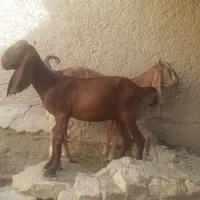 دوتا کهر ماده قیمت ۱۴۵۰۰