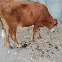 فروش دو راس گاو ماده