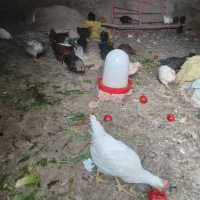 جوجه ۳ ماهه
