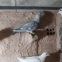 چند عددگرفتنی